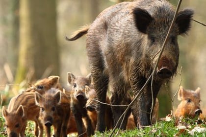 Wild boar at risk from over culling