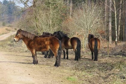 Exmoor ponies arrive in the Forest of Dean