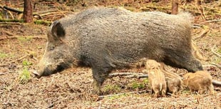 Deadly pig virus threat to Forest and wild boar