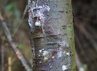 Fears tree disease could spread to the Forest