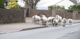 Injured sheep ‘suffering needlessly’: Commoners