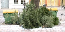 Don’t fly-tip your Christmas tree warns Forestry England 