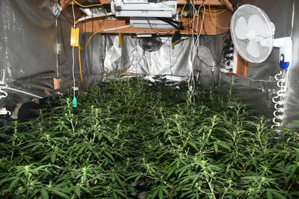 Cinderford cannabis farm shut down in police raid