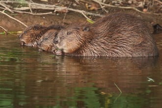 Released Forest of Dean beavers produce kits  