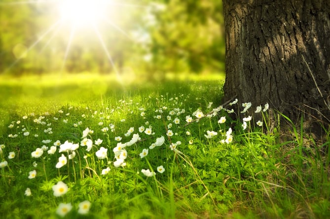 Field and sunshine. 