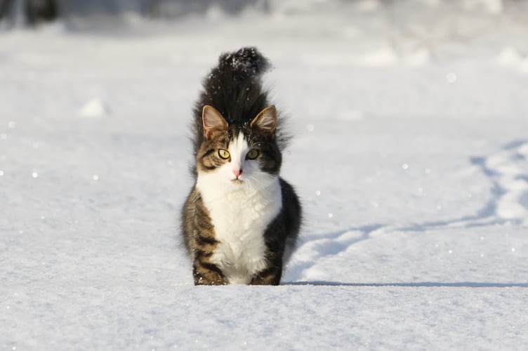 cat in snow