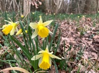 Stiles replaced in time for daffodil season 