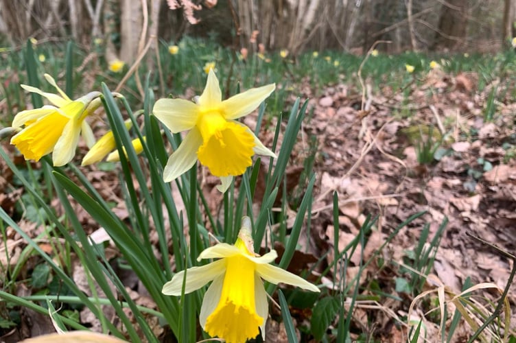 Daffs