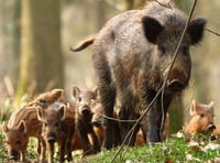 Forestry England give boar advice