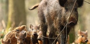 Forestry England give boar advice