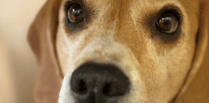 Wye Valley Ukrainian refugee appeals for help to save beagle's life