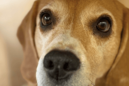 Wye Valley Ukrainian refugee appeals for help to save beagle's life