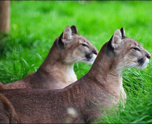 A walk on the WildSide for exotic 'pets' saved from homes