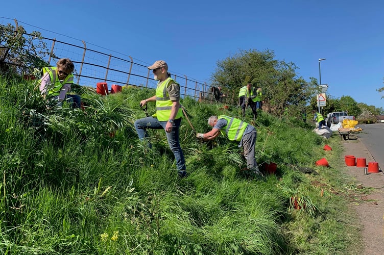 Dymock Friends removing 50 clumps garden daffodils fromBA Bank 20.4.24.jpeg