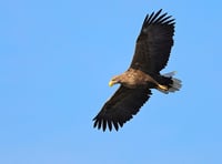 Estuary sea eagle plan