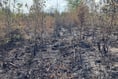 Thousands of trees damaged in forest fire