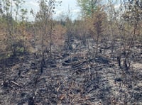 Thousands of trees damaged in forest fire