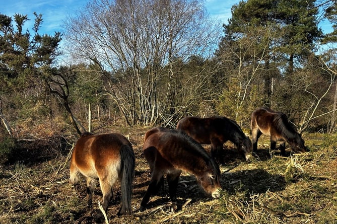 Exmoor ponies grazing