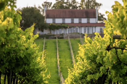 Vineyards shines with four medals at national awards 