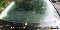 Avoid damaging your car by using online hacks to clean tree sap