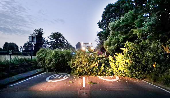 Fallen tree blocked major trunk road