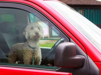 Keep your hot dogs cool in the warm weather