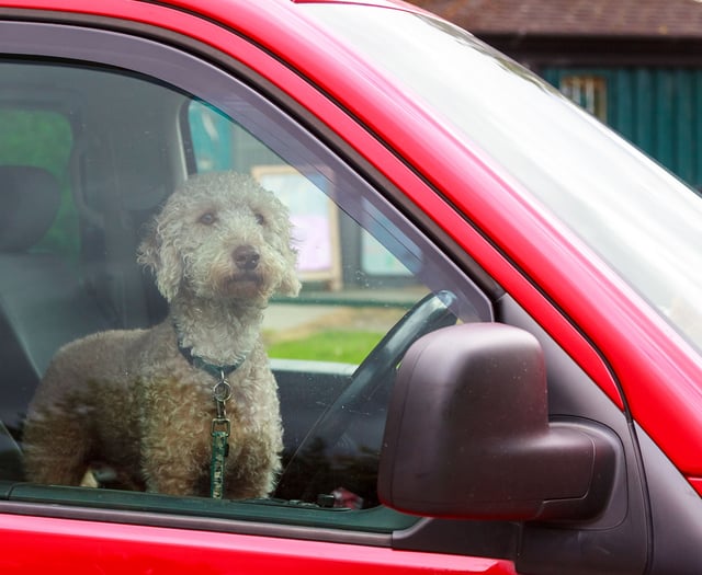 Keep your hot dogs cool in the warm weather