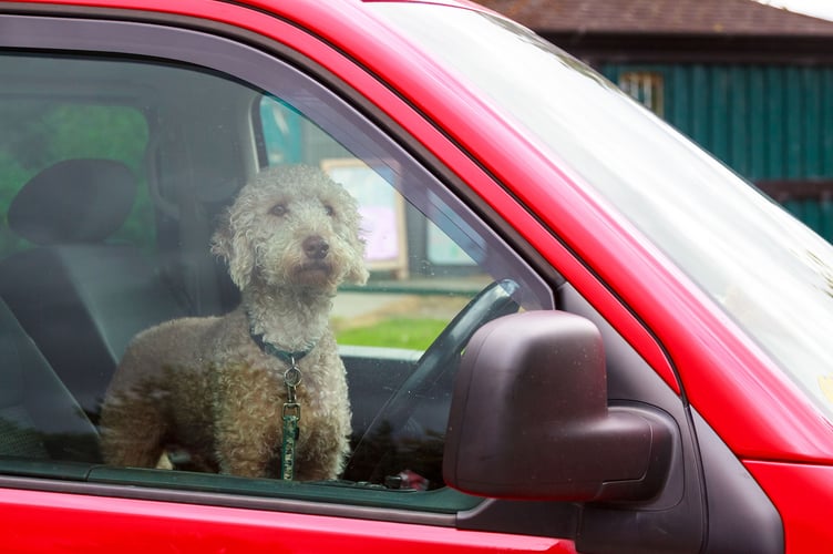 dog in car