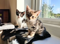 Kittens looking for homes in the Forest