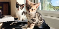 Kittens looking for homes in the Forest