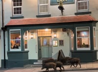 Watch: Boars enjoy a night on the town 