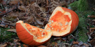 Pumpkins are no treat for Forest wildlife