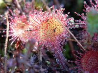 Gloucestershire researchers reveal intriguing sundew findings