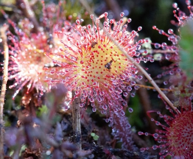 Gloucestershire researchers reveal intriguing sundew findings