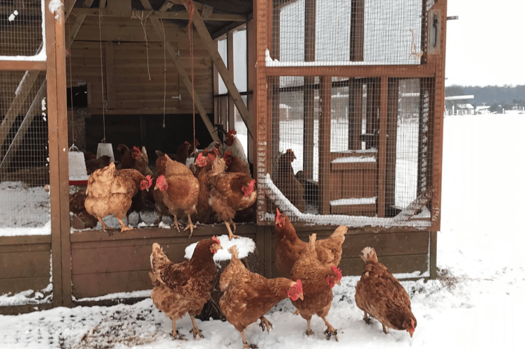 Chickens in the snow